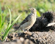 Water Pipit.jpg