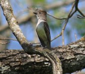 Ash-throated Flycatcher_0270.jpg