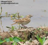 greater short toed lark s.jpg