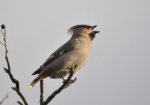 waxwing (1 of 1).jpg