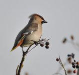 waxwing (1 of 1)-2.jpg