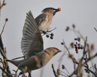 waxwing (1 of 1)-3.jpg