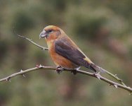 Crossbill1.jpg