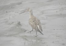 injured Bar-tailed Godwit.jpg