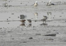 Red Knots.jpg