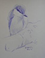 Nuthatch.jpg