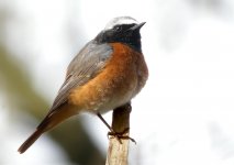 Redstart8.jpg