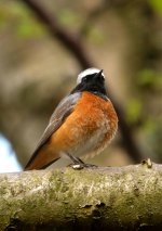 Redstart12.jpg