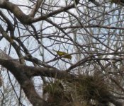 yellow warbler.jpg