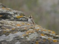 shore lark1 (2).jpg