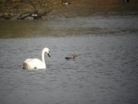 garganey.jpg