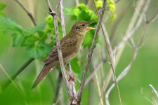 Grasshopper Warbler 100425 IMGP5165 birdforum.jpg