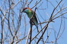 Bee Eater.jpg