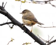 302 Radde's Warbler.jpg