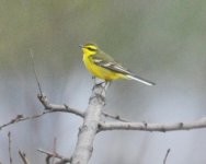 303 Eastern Yellow Wagtail.jpg