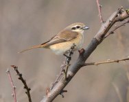 305 Brown Shrike.jpg