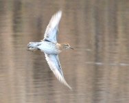 Sharp-tailed Sandpiper.jpg