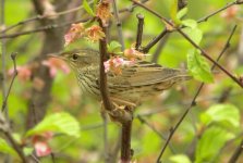 Lanceolated Warbler.jpg