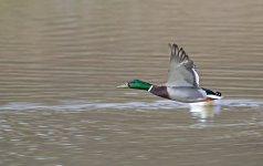 Mallard fly-by.jpg