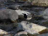 white wagtail male april.jpg