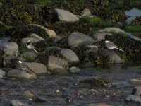 white wagtails april balaggan.jpg