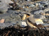 wheatear balaggan april.jpg