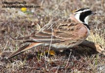 horned lark.jpg