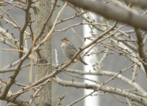 Little Bunting.jpg