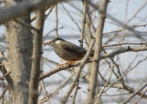 White-cheeked Starling.jpg