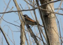 Dusky Thrush.jpg