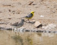 Citrine Wagtail.jpg