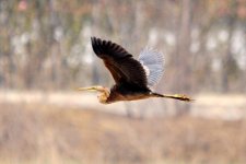 Purple Heron.jpg