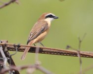 Brown Shrike.jpg