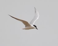 Gull-billed Tern.jpg