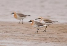 Greater and Lesser Sand Plovers....jpg