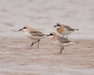 Greater and Lesser Sand Plovers.jpg