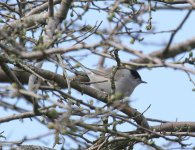 Blackcap01.jpg