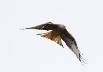 RedKite03.jpg