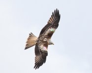 RedKite04.jpg