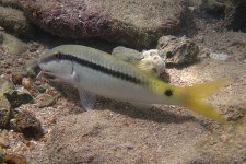 Red Sea Goatfish, 17 March (6) copy.jpg