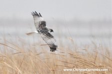 Eastern Marsh Harrier, male...1.jpg