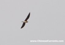 Oriental Pratincole.jpg