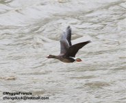 lesser white-fronted goose.jpg