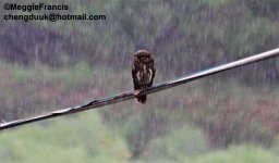 asian barred owlet signed.jpg