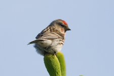 Redpoll.jpg