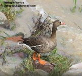 lesser white fronted goose 3.jpg