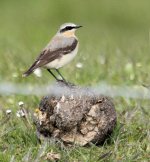 10-05-10Wheatear3Sammys.jpg