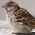 k13_IMG_3421_juvenile_House_Sparrow_CROP.jpg