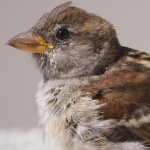 k13_IMG_3421_juvenile_House_Sparrow_CROP2.jpg