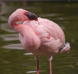 flamingo G1 panzm17mm sw30x P1100714.jpg